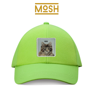 Maine Coon Puppy Patch Mosh: Majesty and Patience
